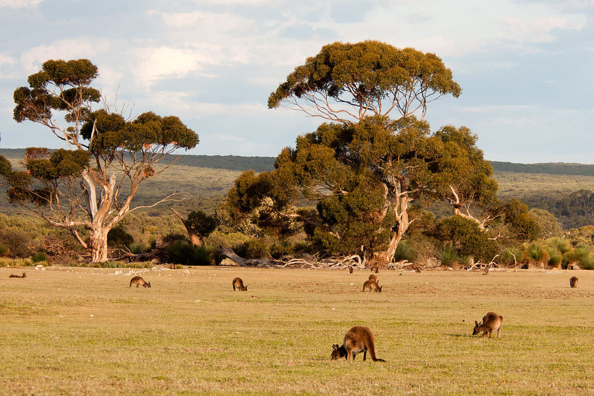 ../../../_images/kangaroos1.jpg