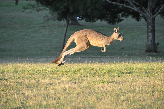 ../../../_images/kangaroos2.jpg