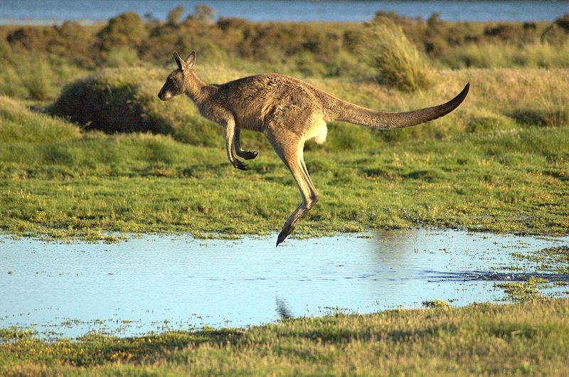 ../../../_images/kangaroos3.jpg