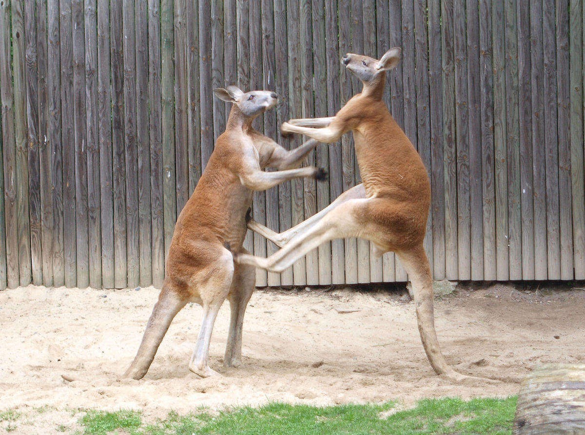 ../../../_images/kangaroos5.jpg