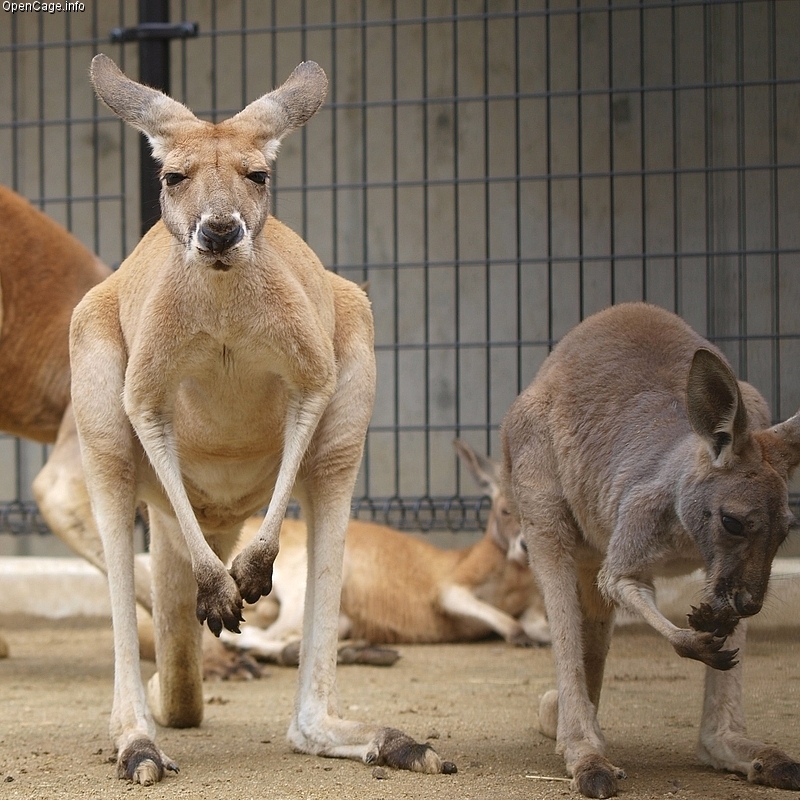 ../../../_images/kangaroos6.jpg