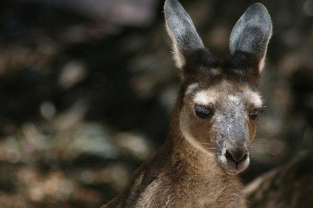 ../../../_images/kangaroos7.jpg