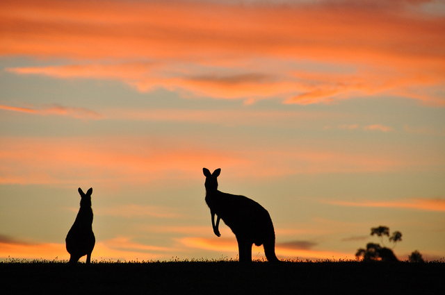 ../../../_images/kangaroos8.jpg